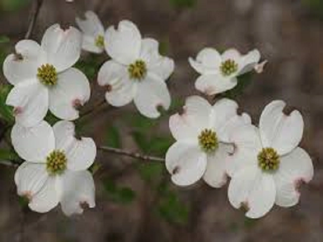 Amazing Grace by Philosophy Type Fragrance Oil