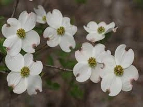 Amazing Grace by Philosophy Type Fragrance Oil