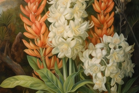 Ambrosia Fragrance Oil - Discontinuing