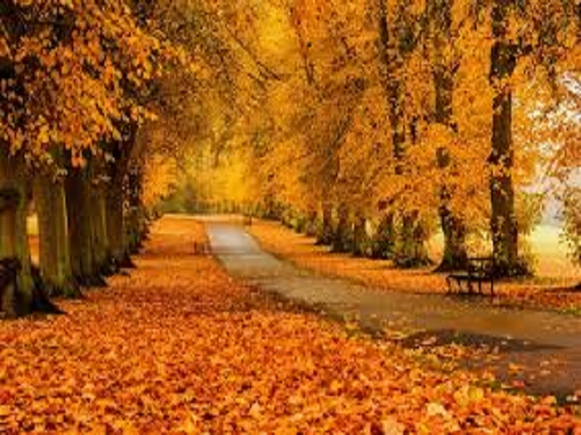 Autumn in the Park by Yankee Candle Type Fragrance Oil