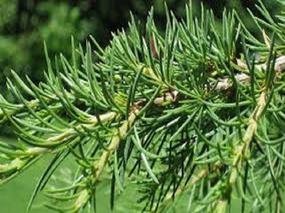 Balsam & Cedar by Yankee Candle Type Fragrance Oil