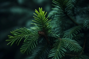 Balsam Fir Fragrance Oil