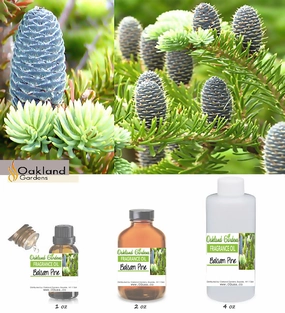 Balsam Pine Fragrance Oil (EO Infused)