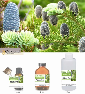 Balsam Pine Fragrance Oil (EO Infused)