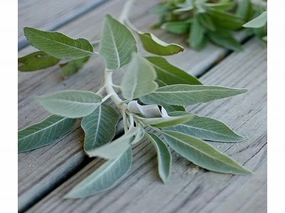 Basil Sage & Mint Type Fragrance Oil