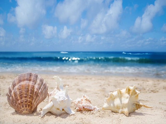 Beach by Bobbi Brown Type Fragrance Oil