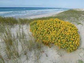 Beach Daisies by Peak Type Fragrance Oil