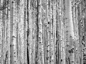 Birchwood Pine by Nest Type Fragrance Oil