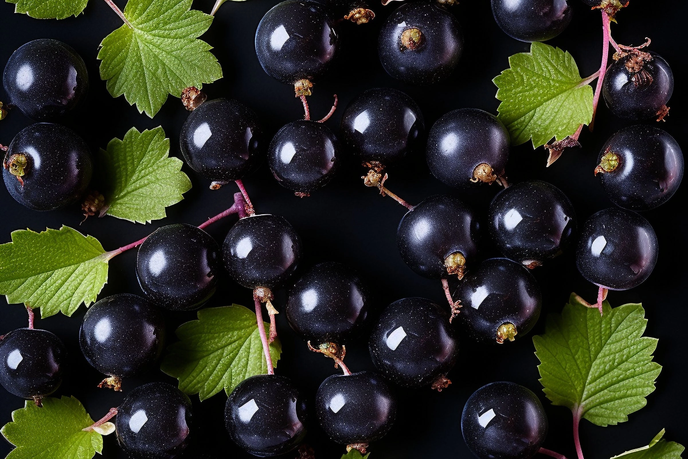Black Currant Fragrance Oil