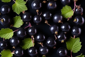 Black Currant Fragrance Oil
