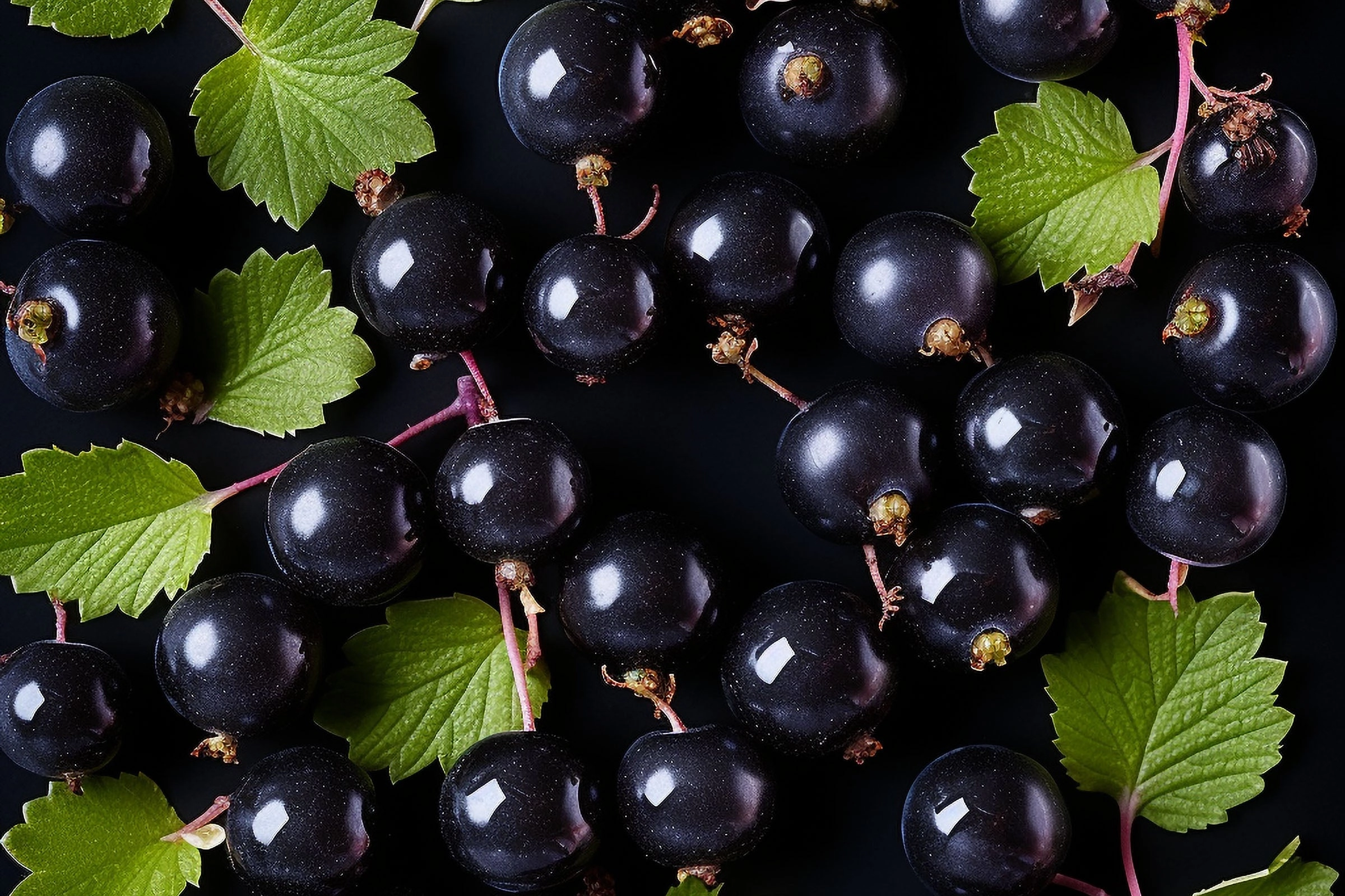 Black Currant Fragrance Oil