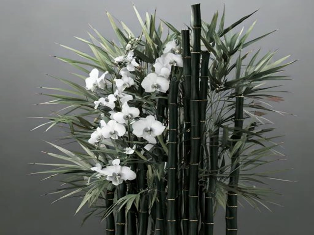 Black Ginger Bamboo Type Fragrance Oil