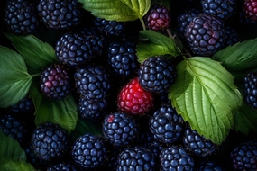 Blackberry Fragrance Oil