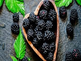 Blackberry Sage Type Fragrance Oil