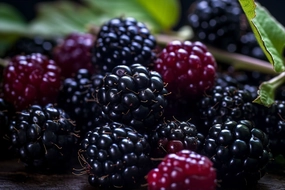 Blackberry Vanilla Fragrance Oil