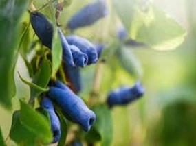 Blue Honeyberry Type Fragrance Oil