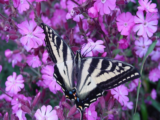 Butterfly Flower by BBW Type Fragrance Oil