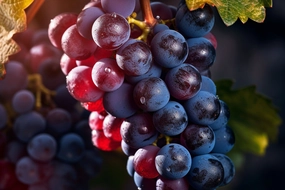 Cabernet Fragrance Oil