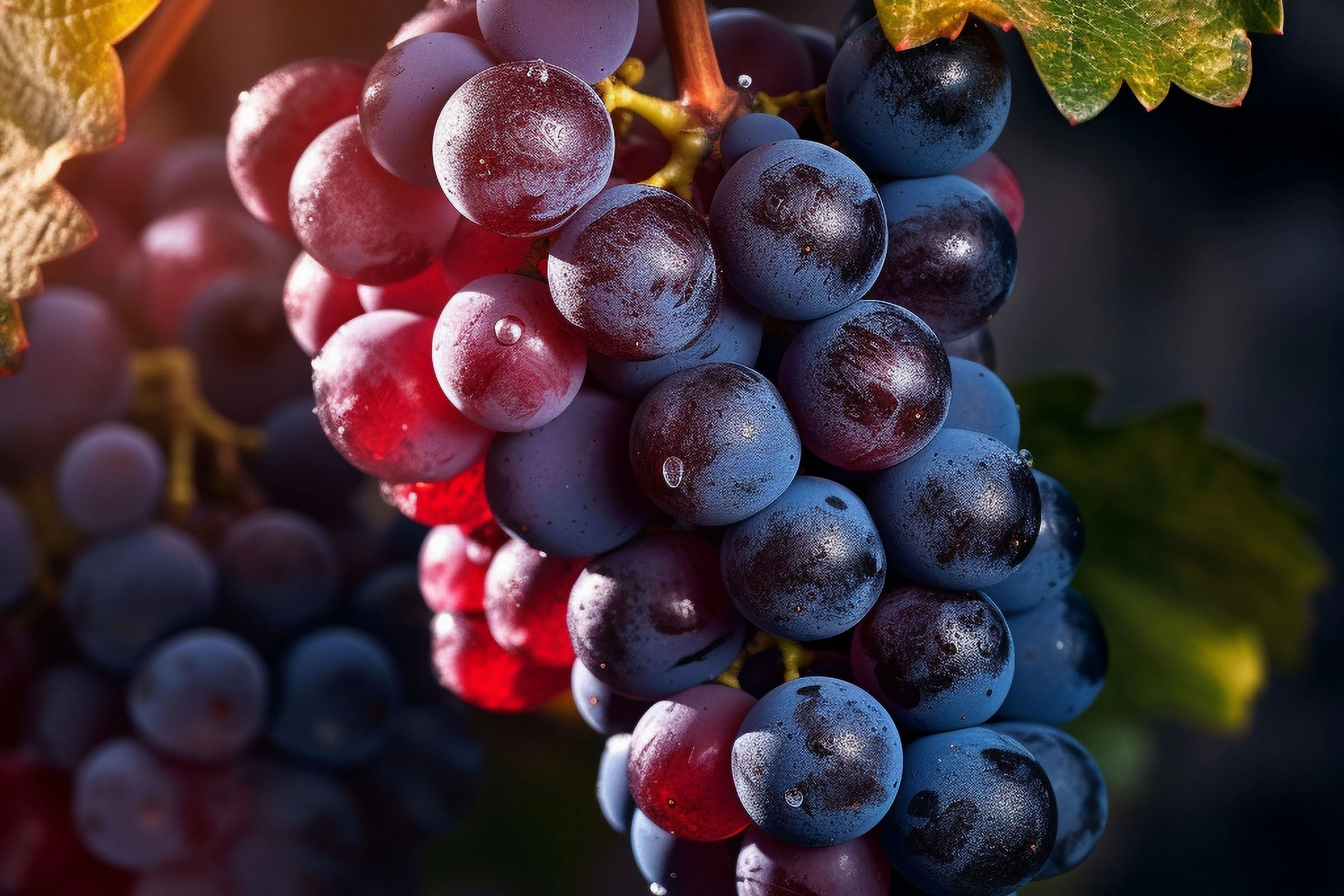 Cabernet Fragrance Oil