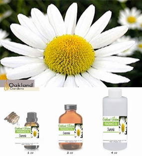Chamomile Fragrance Oil
