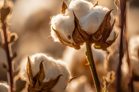 Clean Cotton Fragrance Oil
