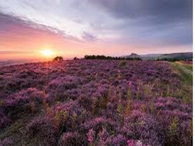 CLOSEOUT Heather by Peak Type Fragrance Oil