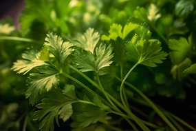 Coriander Fragrance Oil