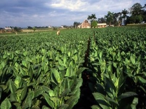 Cuban Tobacco by Rustic Escentuals Type Fragrance Oil