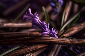 Downy Lavender Vanilla Fragrance Oil