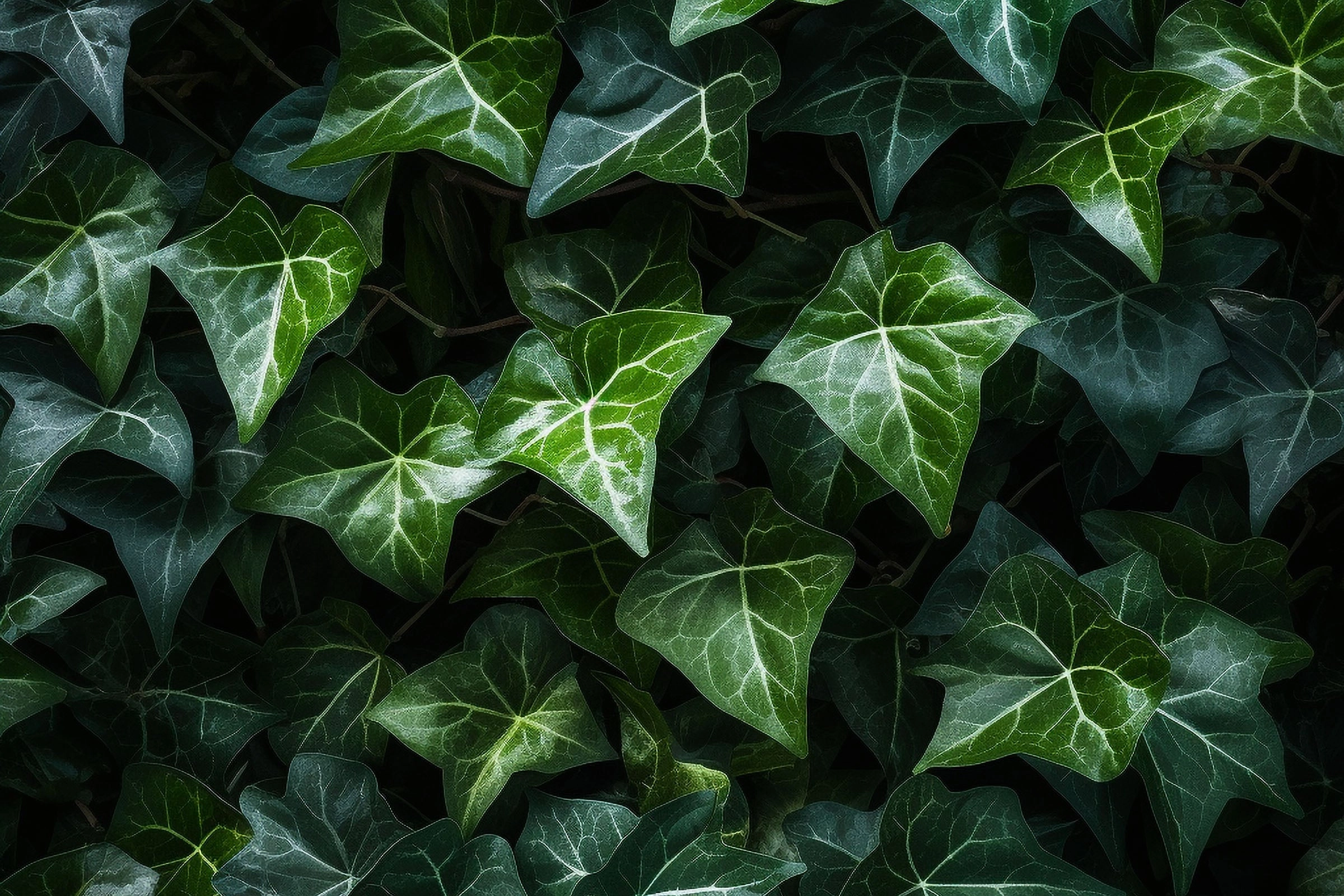 English Ivy Fragrance Oil