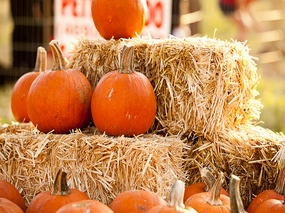 Fall Festival Type Fragrance Oil