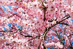 Flower Fiction Fragrance Oil