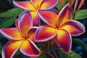 Frangipani Fragrance Oil