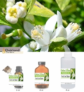 French Lime Blossom Fragrance Oil