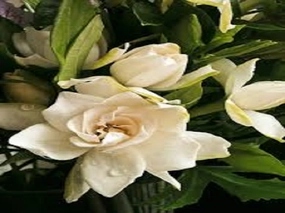 Gardenia Type Fragrance Oil