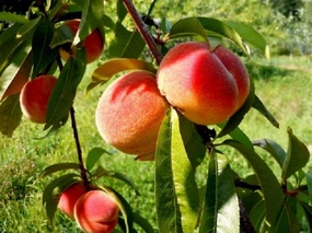 Georgia Peach Type Fragrance Oil