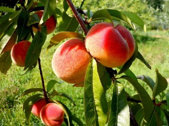 Georgia Peach Type Fragrance Oil