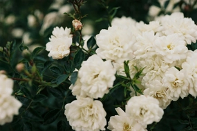 Gucci Gorgeous Gardenia Flora Type Fragrance Oil