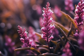 Heather Fragrance Oil