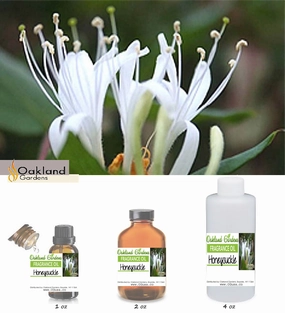 Honeysuckle Fragrance Oil