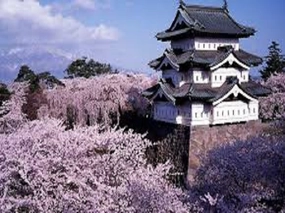 Japanese Cherry Blossom by BBW Type Fragrance Oil