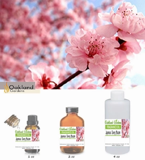 Japanese Cherry Blossom Fragrance Oil   (EO Infused)