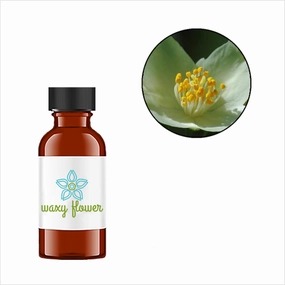 Jasmine