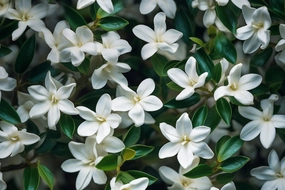Jasmine Fragrance Oil *New and Improved*