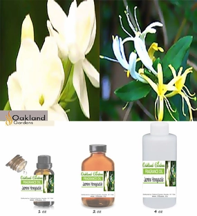 Jasmine Honeysuckle Fragrance Oil   (EO Infused)