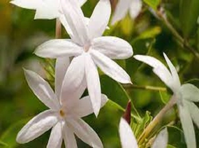 Jasmine Type Fragrance Oil