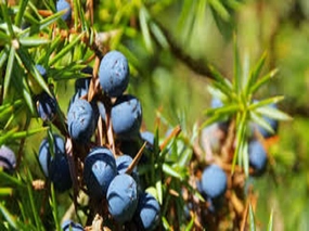 Juniper Type Fragrance Oil