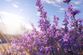 Lavender Violet Fragrance Oil