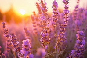 Lavender Water Soluble Fragrance