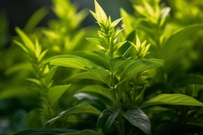 Lemon Verbena Fragrance Oil